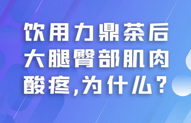 饮用力鼎茶后大腿臀部肌肉酸疼,为什么?